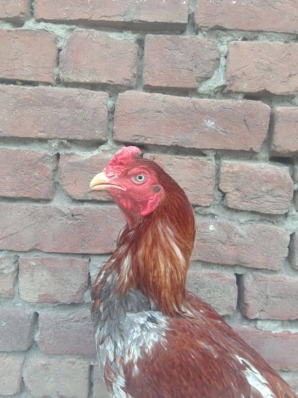 main wali pure aseel murga for sale 3