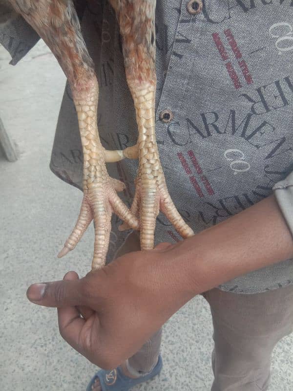 main wali pure aseel murga for sale 4