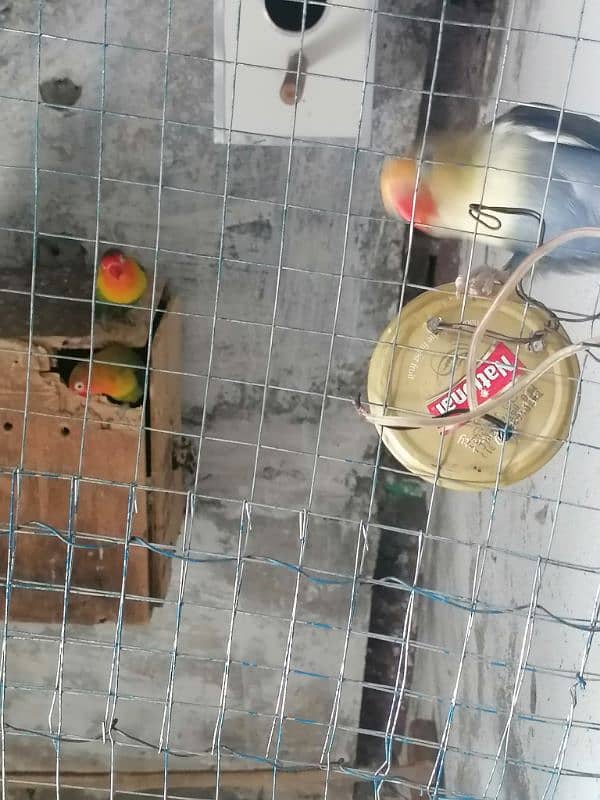 violet par blur and B1 and B2 for sale 3