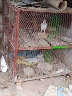 Hen