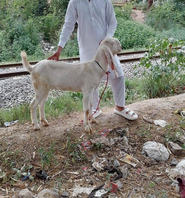 rajanpuri bakri 0