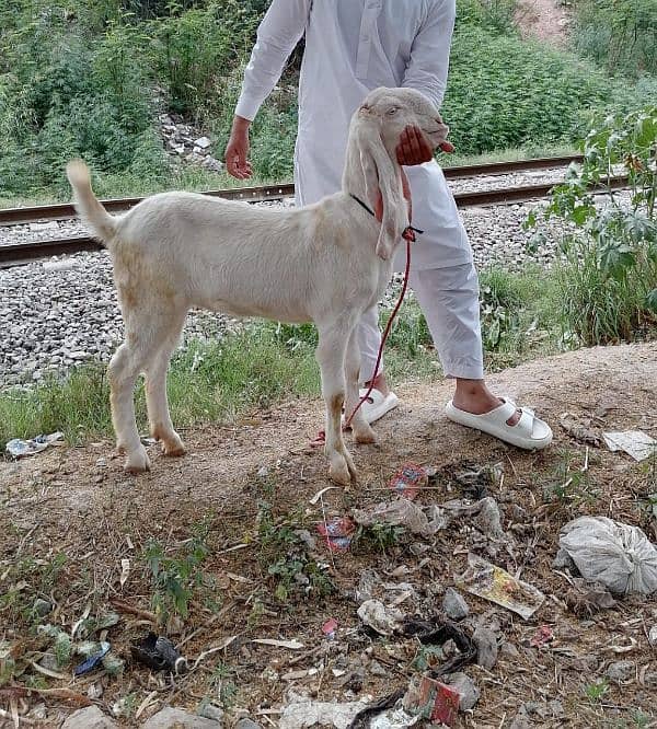 rajanpuri bakri 1