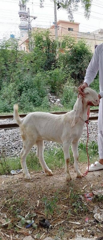 rajanpuri bakri 2