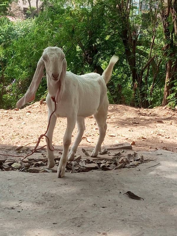 rajanpuri bakri 3
