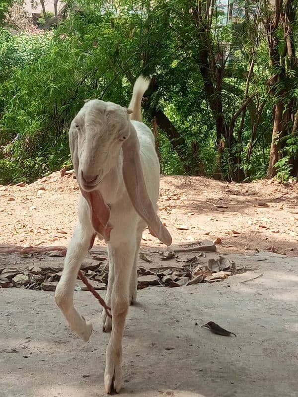 rajanpuri bakri 4