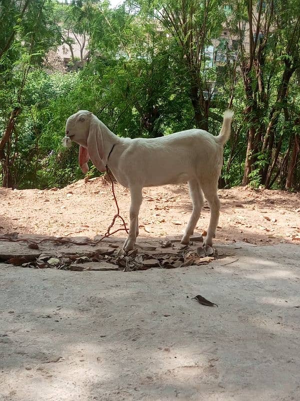 rajanpuri bakri 5