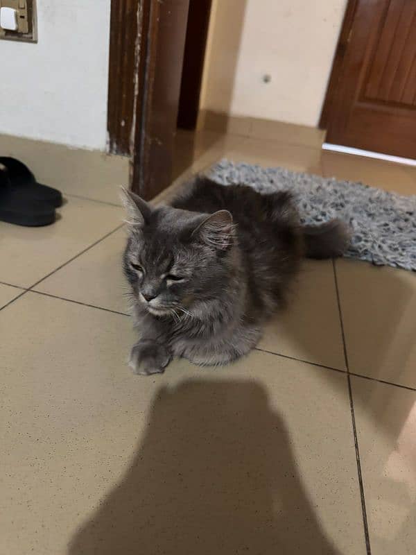 2 cats Persian female cat and male British breed 0