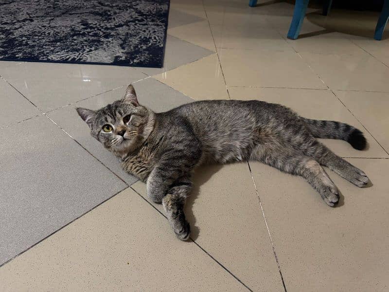 2 cats Persian female cat and male British breed 1