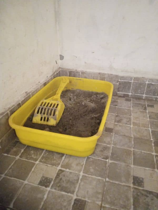 2 cats Persian female cat and male British breed 3