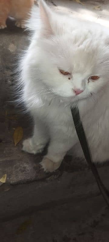 persion cat 4