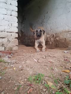 turkish kangal shepherd female dog