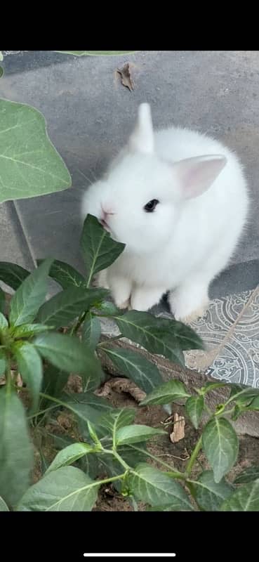 Dwarf hotot 0