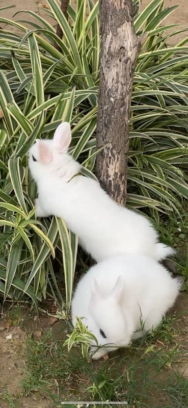 Dwarf hotot 1