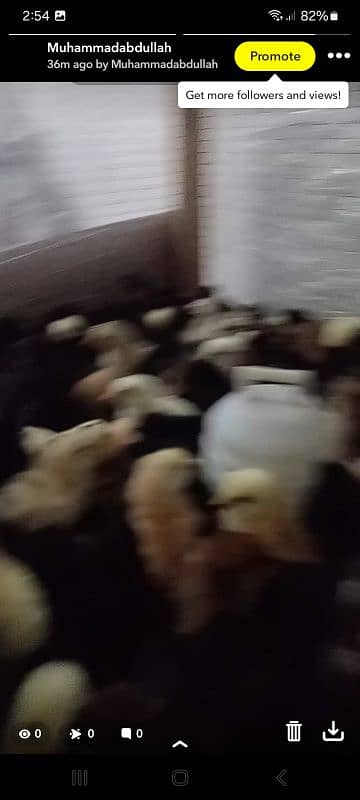 dasi and duck chickes 0