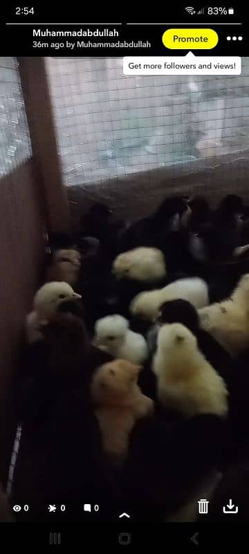 dasi and duck chickes 2