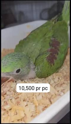 raw jambo size chicks pure kashmiri 03240045535