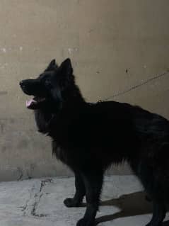 black gsd male 12 months old