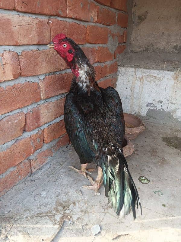 Aseel Murga Murgi hen pair 0