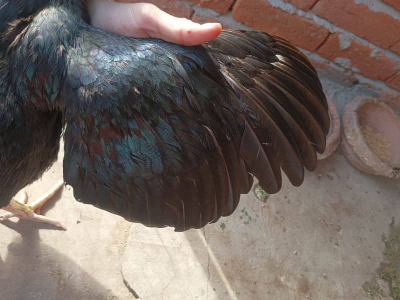 Aseel Murga Murgi hen pair 2