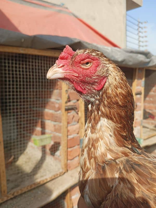 Aseel Murga Murgi hen pair 3