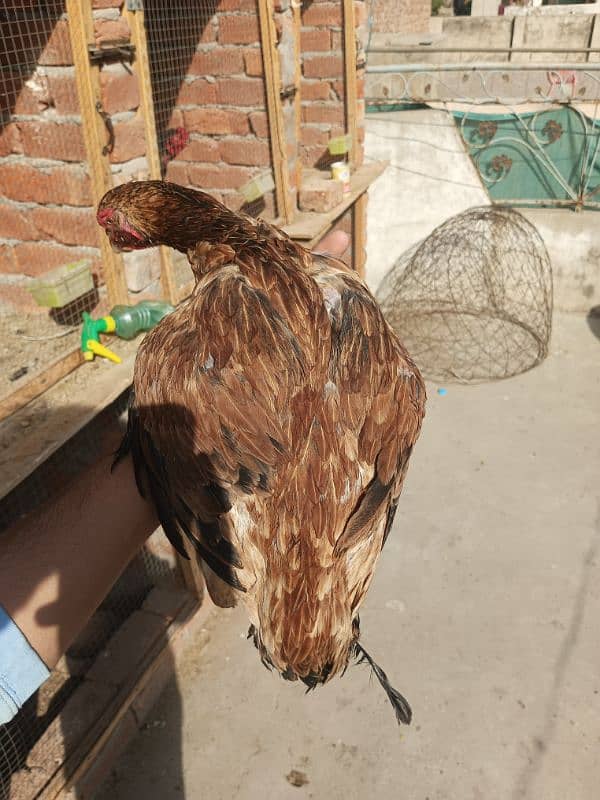 Aseel Murga Murgi hen pair 4