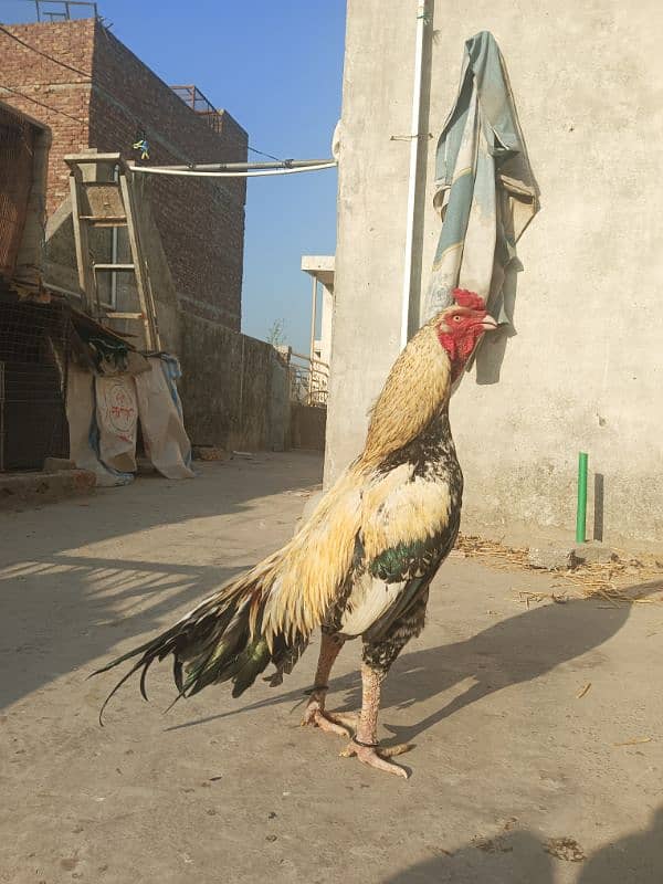 Aseel Murga Murgi hen pair 5