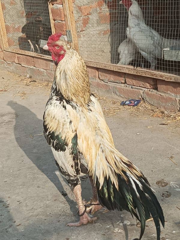 Aseel Murga Murgi hen pair 6