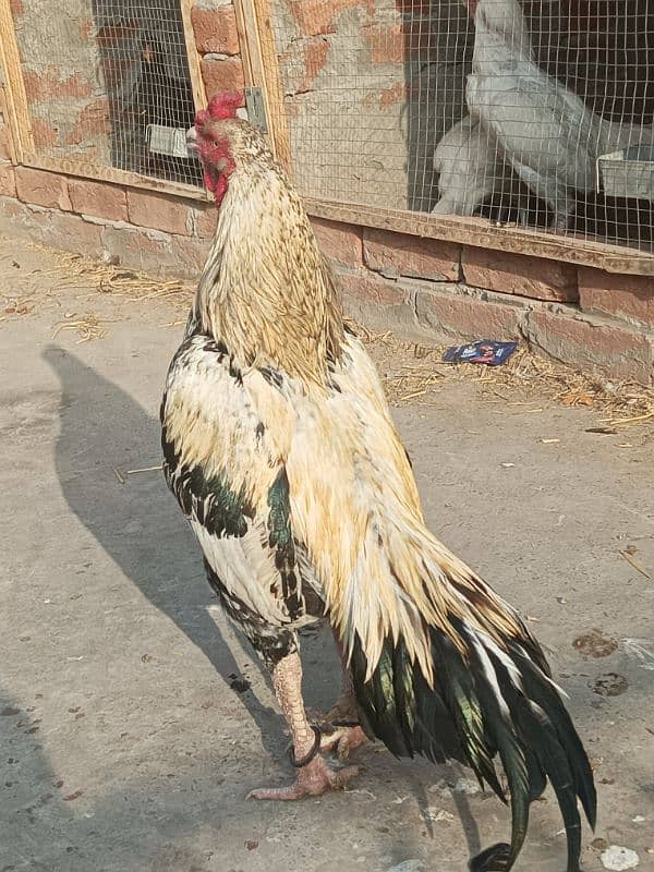 Aseel Murga Murgi hen pair 7
