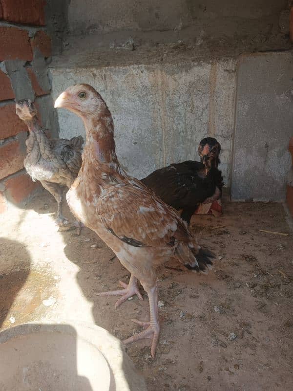 Aseel Murga Murgi hen pair 9