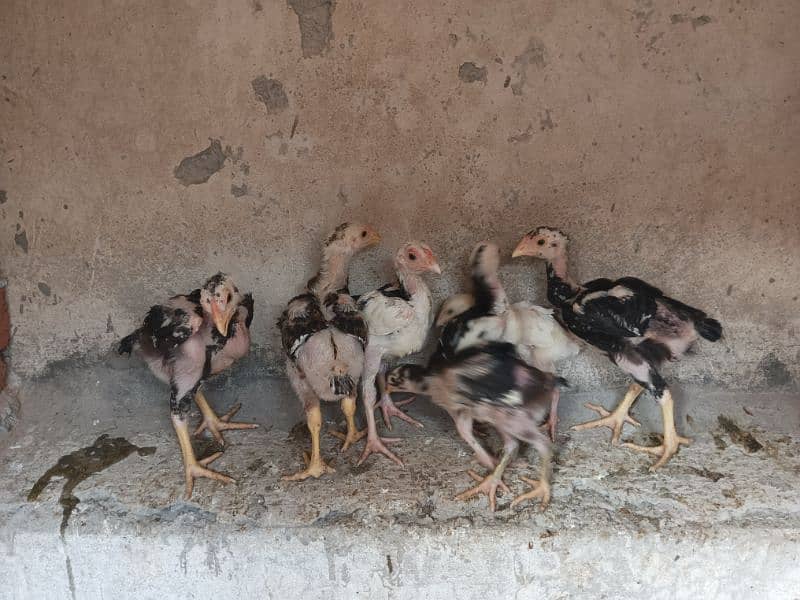 Aseel Murga Murgi hen pair 10