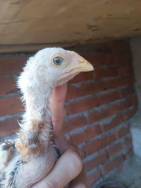Aseel Murga Murgi hen pair 11