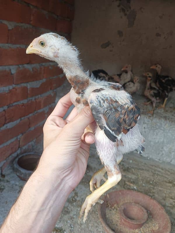 Aseel Murga Murgi hen pair 12