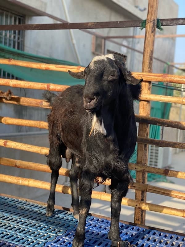 Tedda Bakra 0