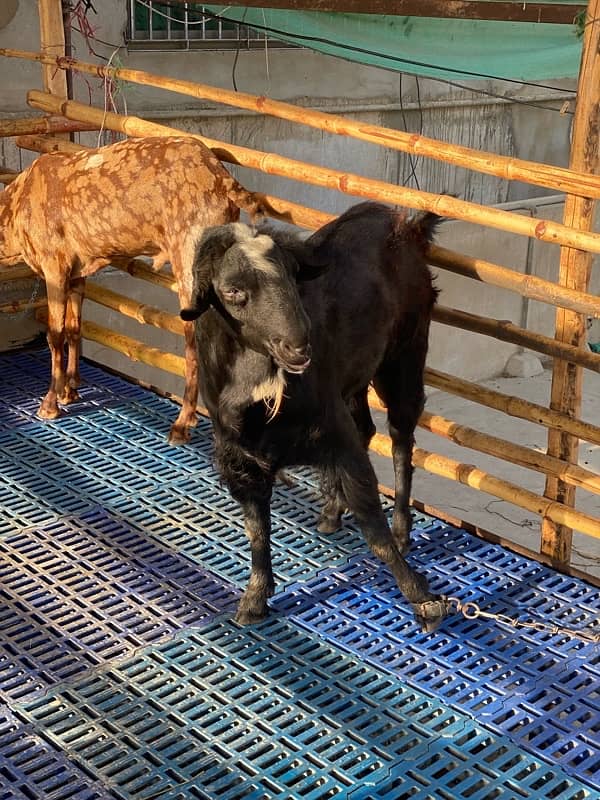 Tedda Bakra 1