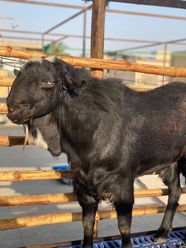 Tedda Bakra 2