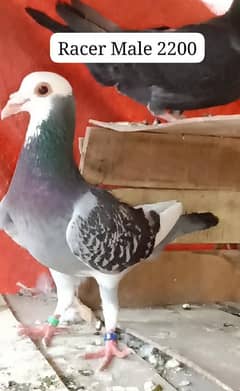 Pigeons For sale 0312 5925861