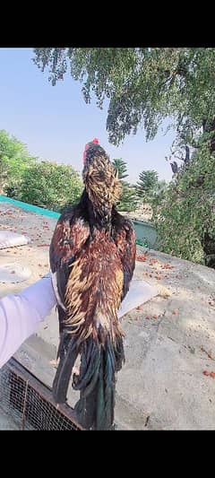 Sawa Aseel Top Quality Patha