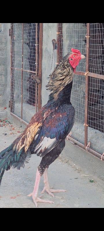 Sawa Aseel Top Quality Patha 1