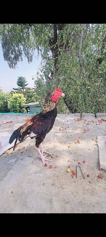 Sawa Aseel Top Quality Patha 2