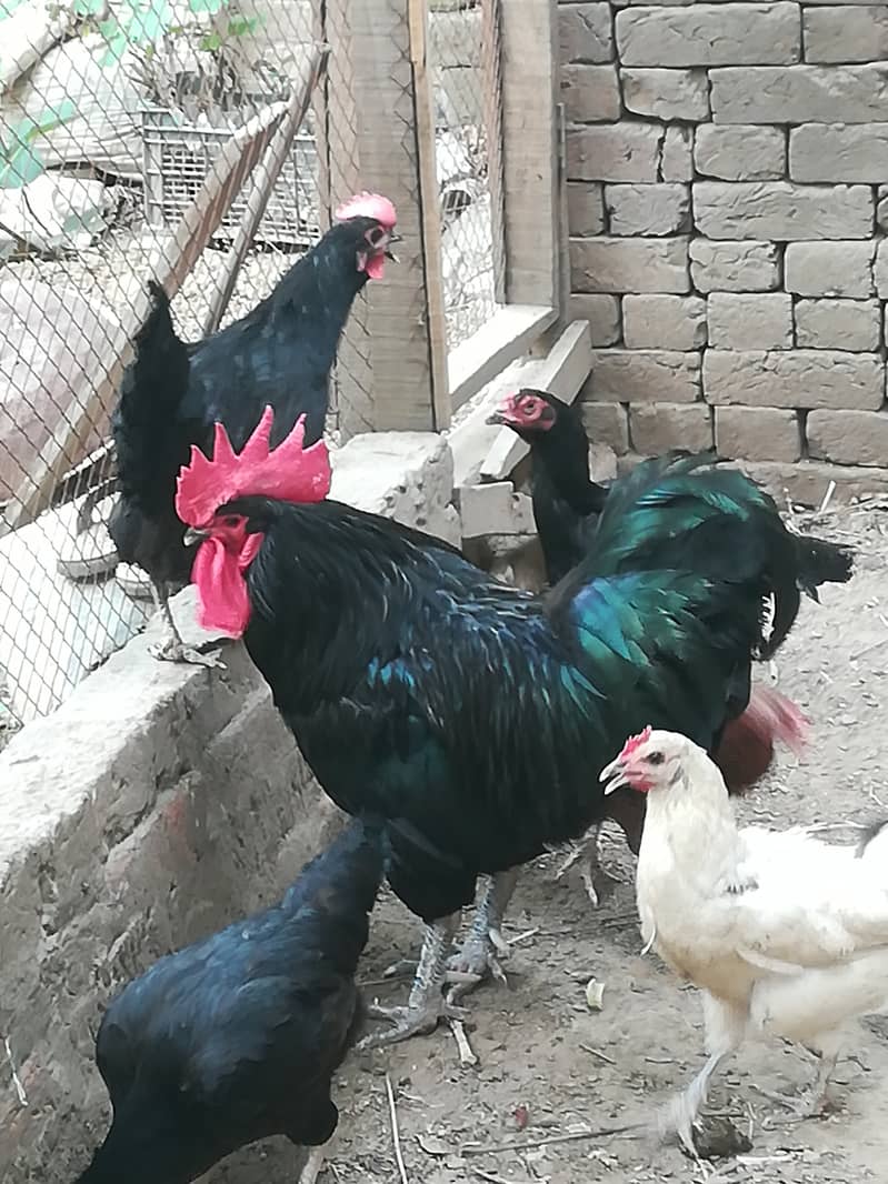 One active healthy, breeder roster  Murga, cock, 0
