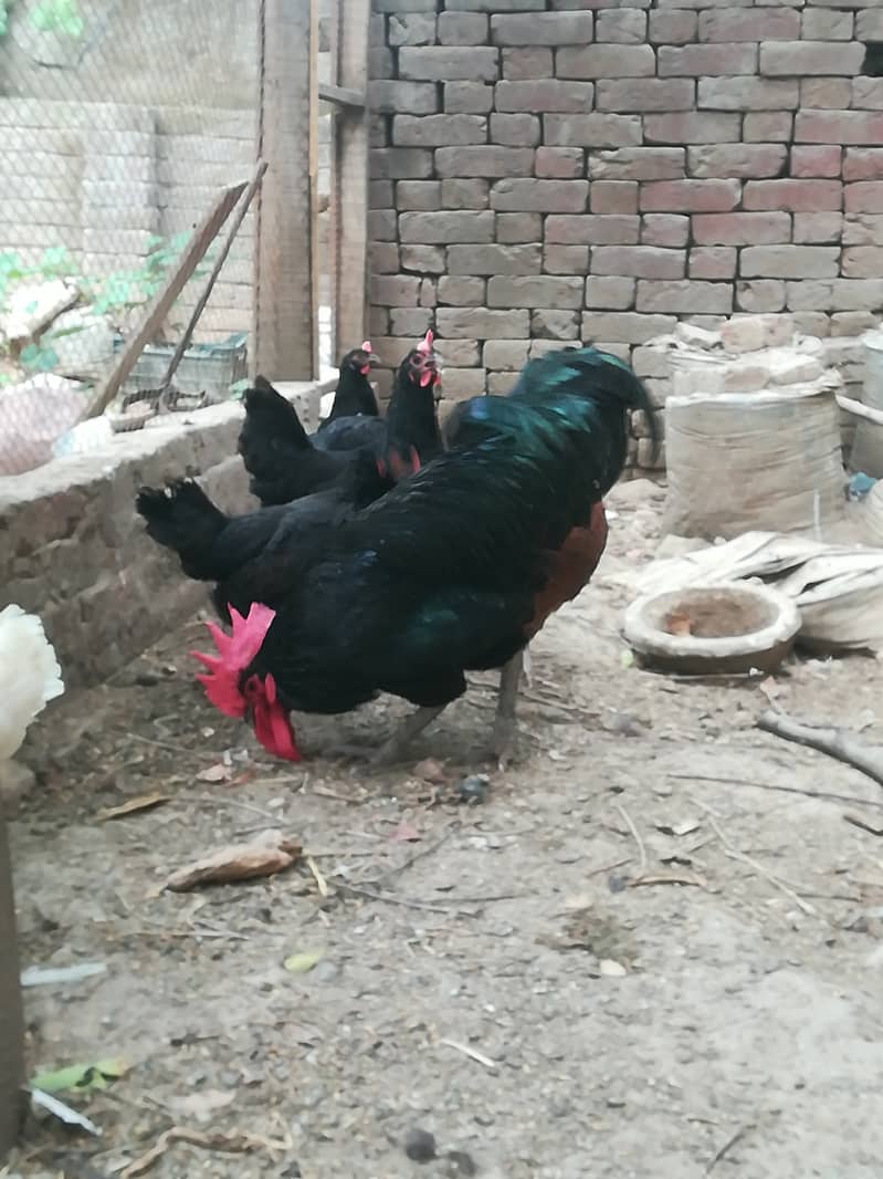 One active healthy, breeder roster  Murga, cock, 2