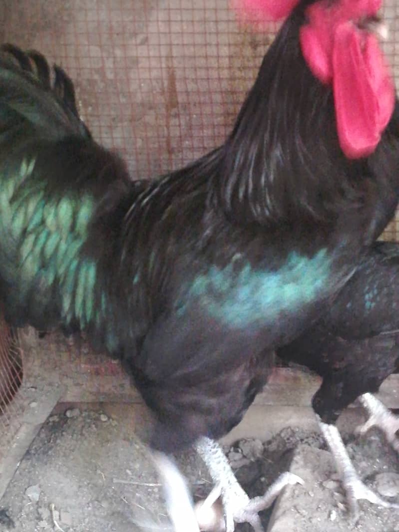 One active healthy, breeder roster  Murga, cock, 3