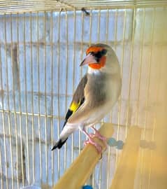 Gold finch Saira