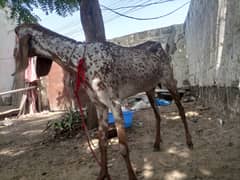 makhi chena print bakri sale