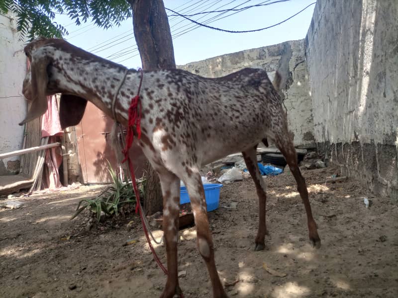 makhi chena print bakri sale 0