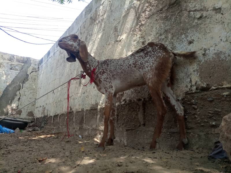 makhi chena print bakri sale 3