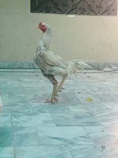 Aseel or herra ka cross ha. .