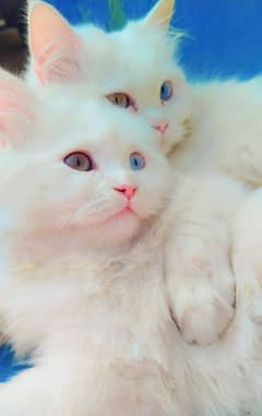 Persian