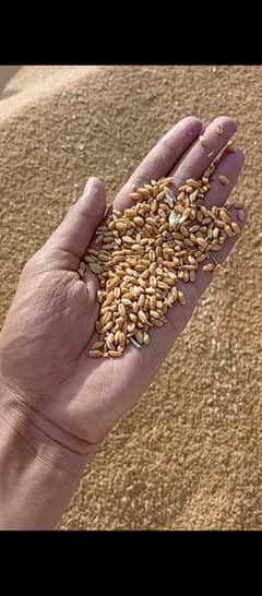 Pure Saaf Gandam خالص صاف گندم