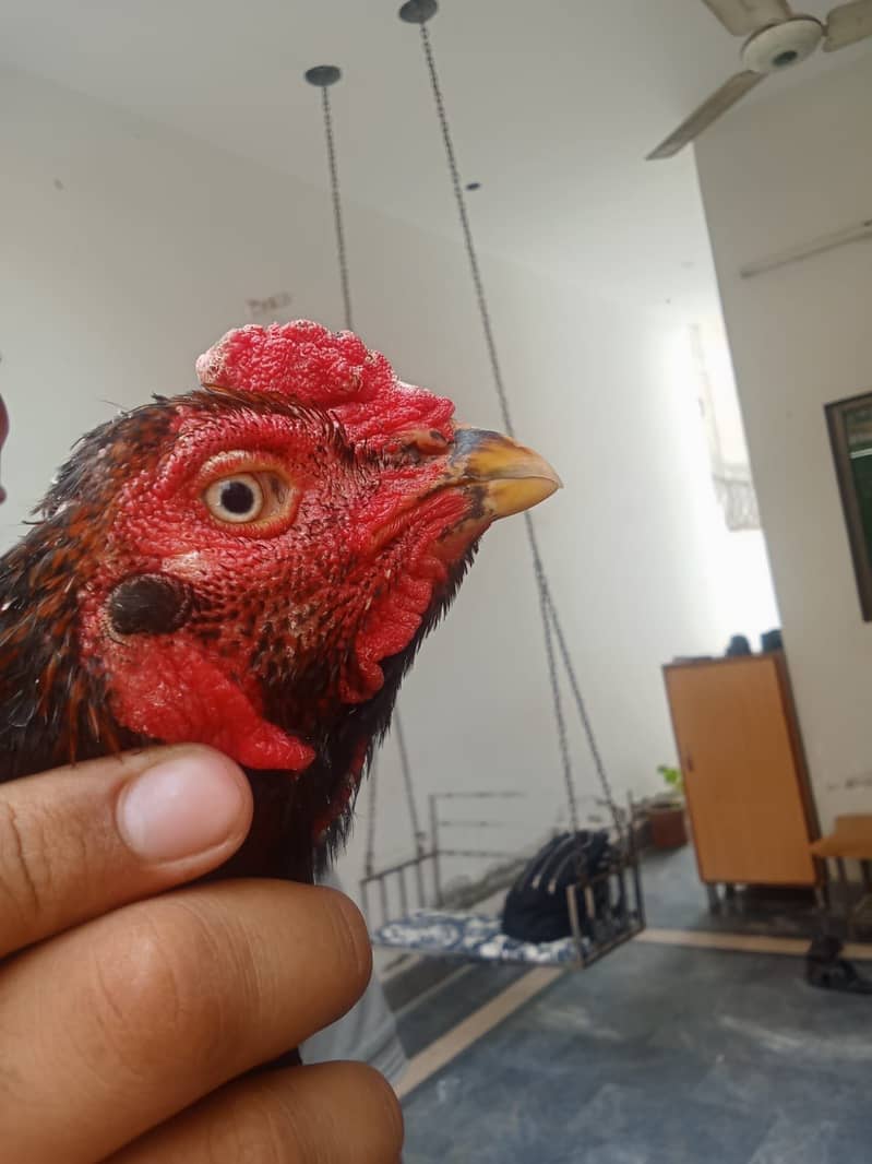 Aseel lasani vlate cross murga 2
